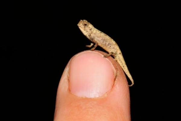 "Chameleon", The smallest reptile in the world